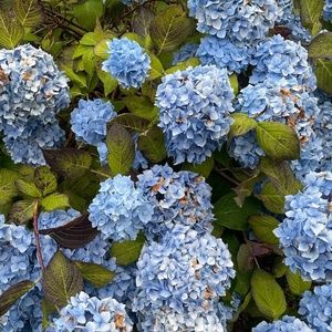 Meet your Posher, Heilla